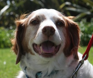 Jack the Dog for Canine Mayor of Coronado