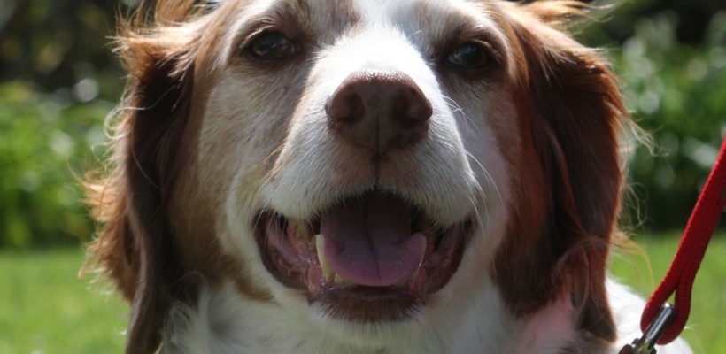 Jack the Dog for Coronado Canine Mayor!