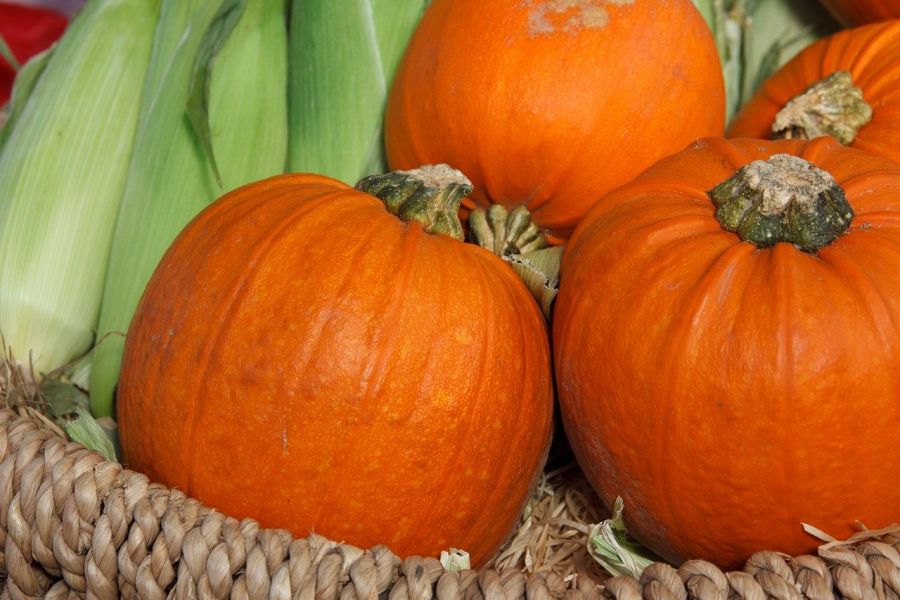 Healthy Pumpkin Recipes for Fall