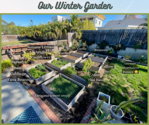 Our Winter Organic Vegetable Garden